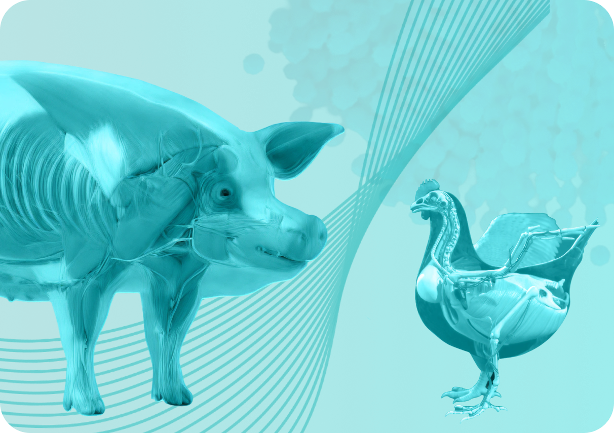 Мікотоксини у ВРХ, свиней і птиці: як технологія UniXorb захищає кожен тип тварин