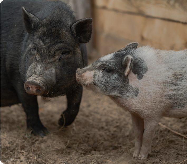 Functional Action Image